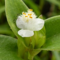 Cyanotis villosa (Spreng.) Schult. & Schult.f.